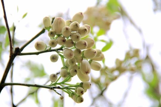 橘紅花蕾