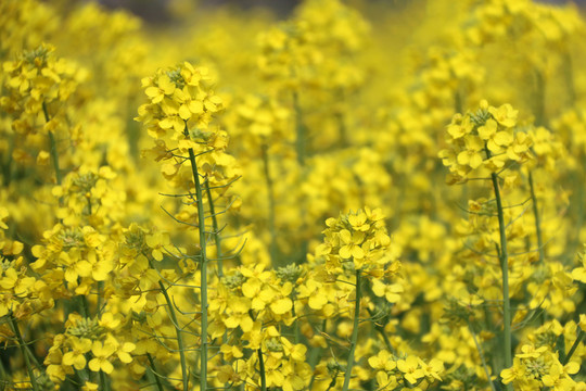 金黃油菜花