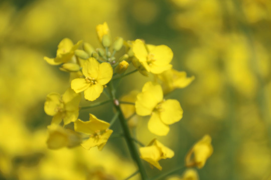 鮮花