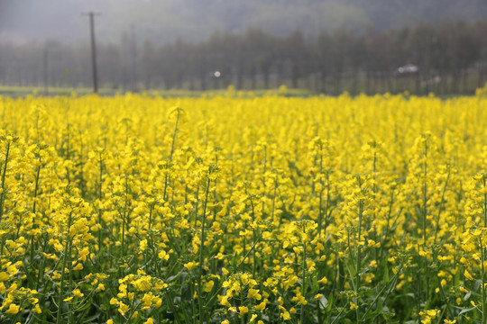 油菜花開(kāi)