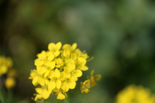 油菜花特寫