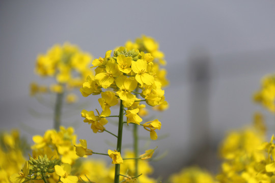 油菜花地