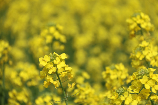 油菜花