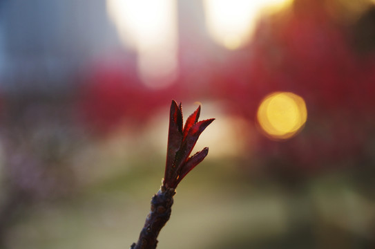 初春嫩芽