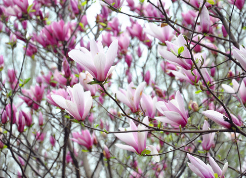 玉蘭花開(kāi)