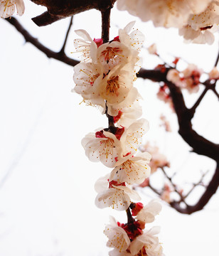 一枝花