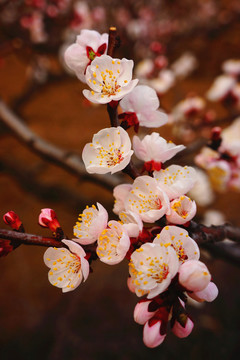 杏花 春花