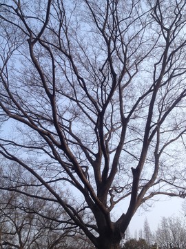 樹枝