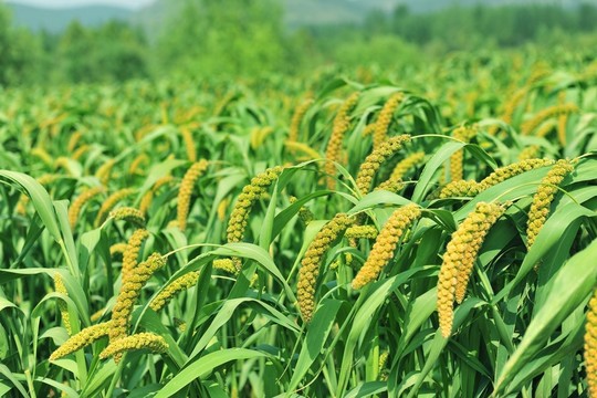 高清谷子地  谷穗 小米