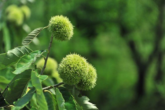 栗子 板栗  果園