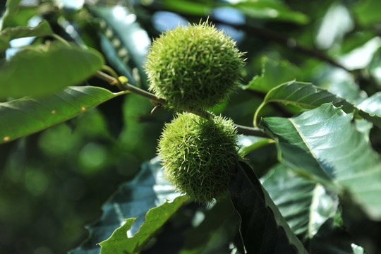栗子 板栗 果園