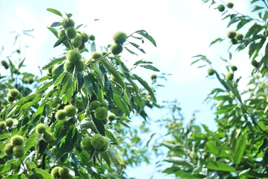 板栗 栗子園 果園 毛栗子