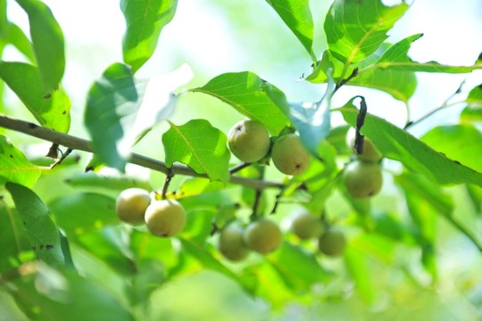 果子  鮮果