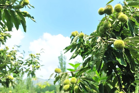 板栗  栗子