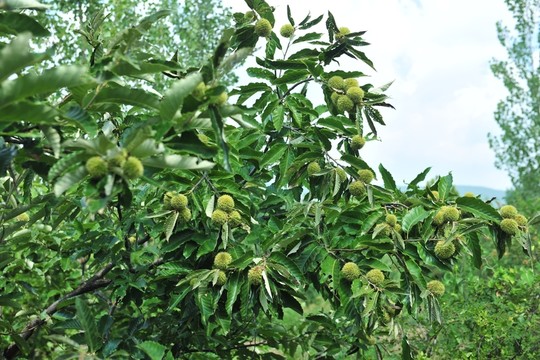 板栗 栗子 栗子園