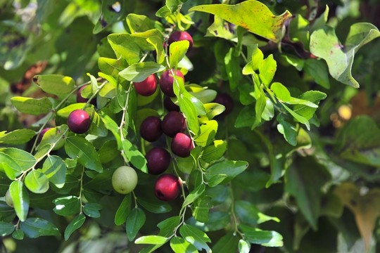 紅棗  棗 棗樹