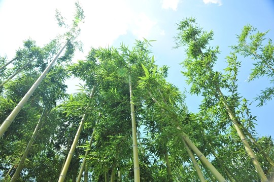竹子 綠竹 翠竹