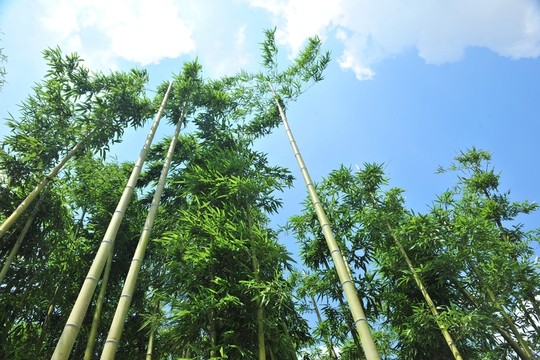 竹子 藍(lán)天白云