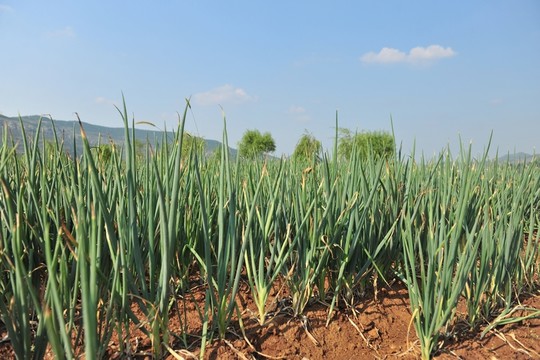 蔥 蔥園 蔬菜種植