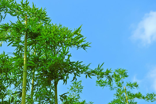 竹子 藍天