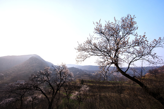山野杏花