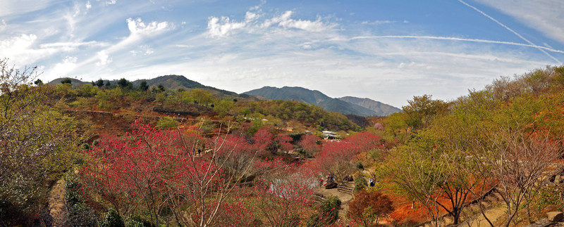 櫻花峪全景圖