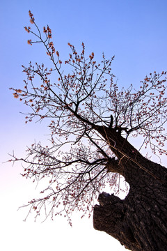 山野杏花