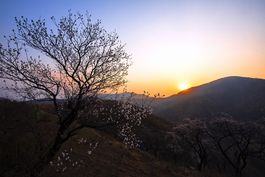 山野杏花