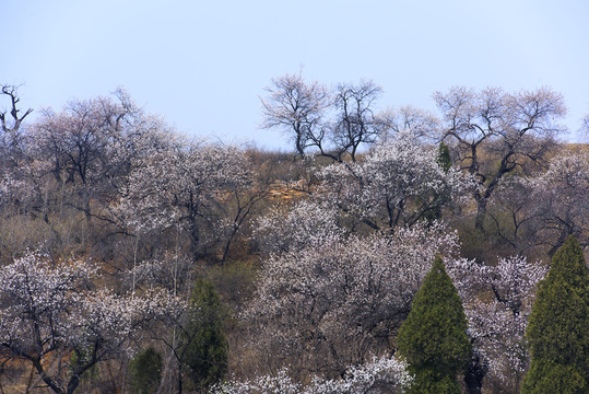 山野杏花