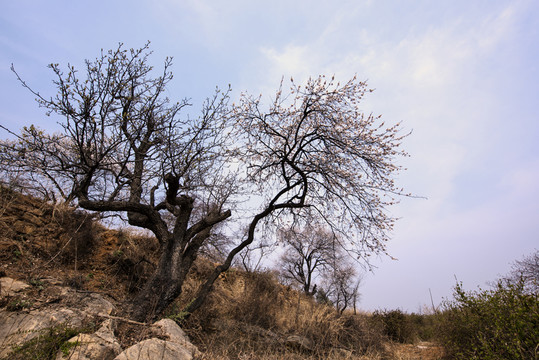 山野杏花