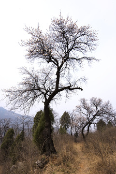 山野杏花