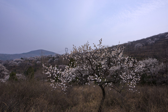 山野杏花