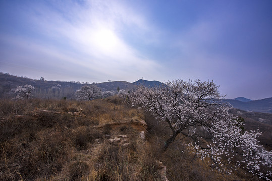 山野杏花