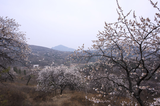 山野杏花
