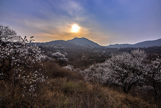 山野杏花