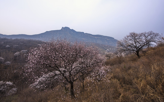 山野杏花