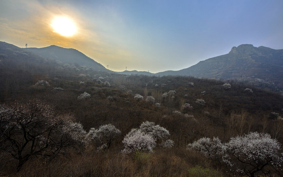 山野杏花