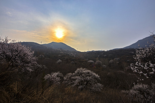 山野杏花