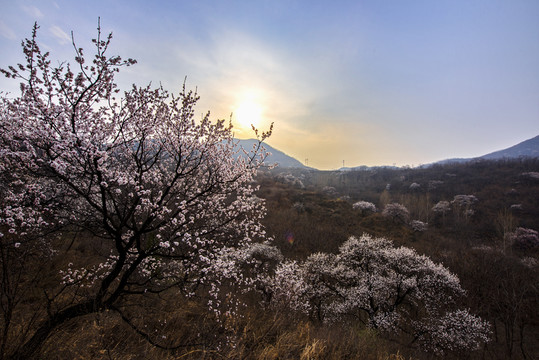 山野杏花