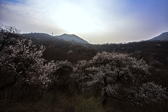山野杏花