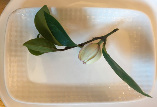 茶花