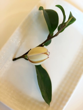 山茶花