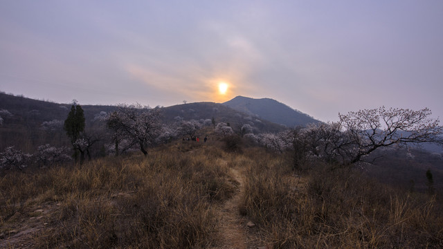 山野杏花