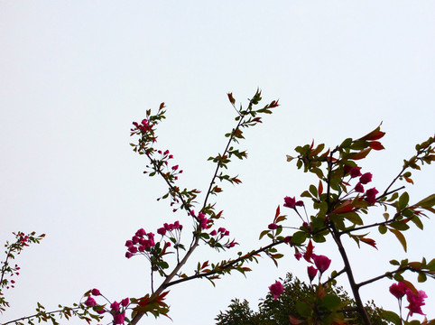 桃花