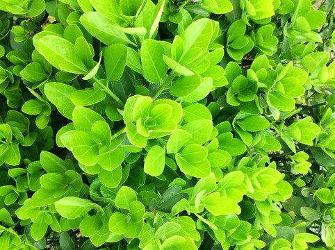 綠色植物