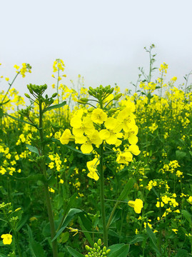 油菜花