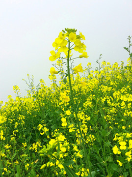油菜花
