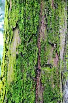 青苔樹皮