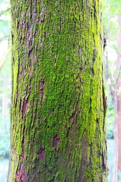 樹(shù)皮