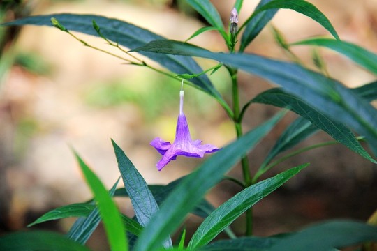 竹節(jié)花